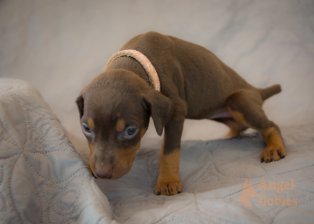 doberman puppy for sale with purple collar