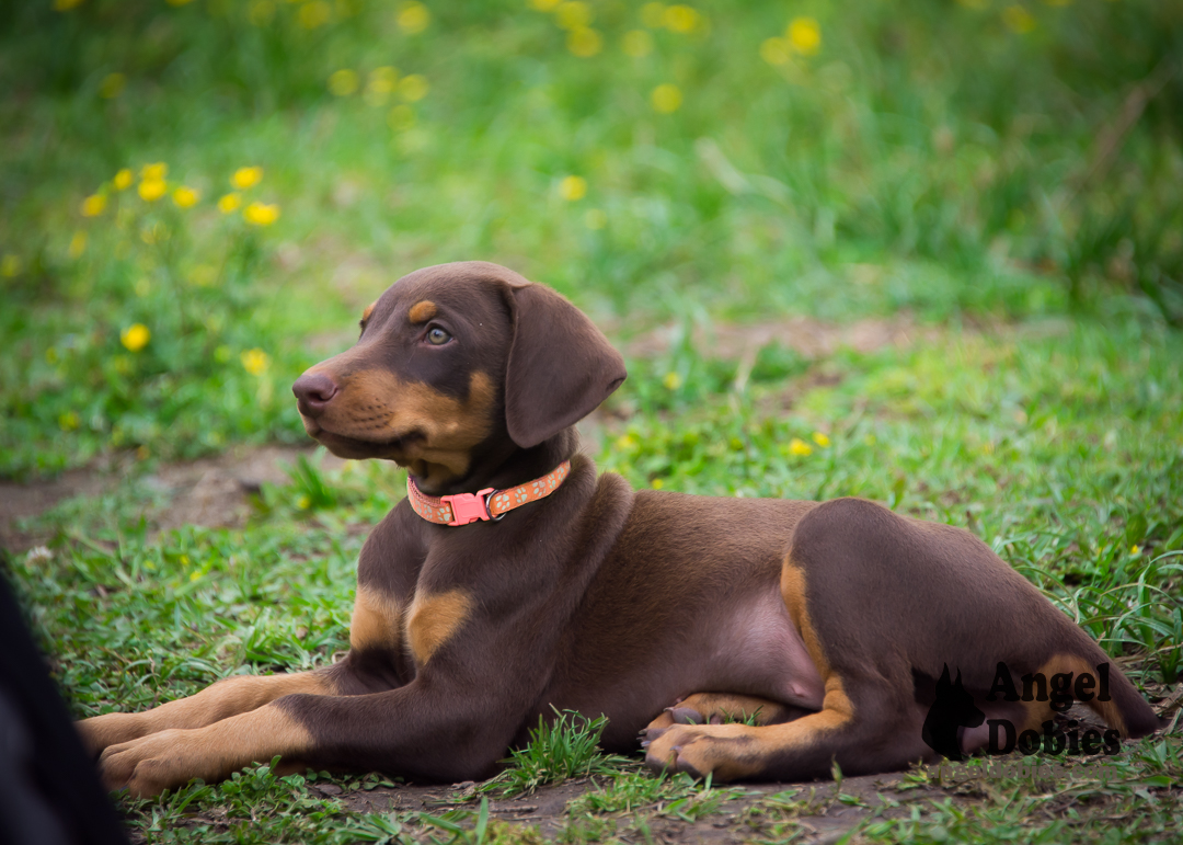 doberman puppy for sale with purple collar