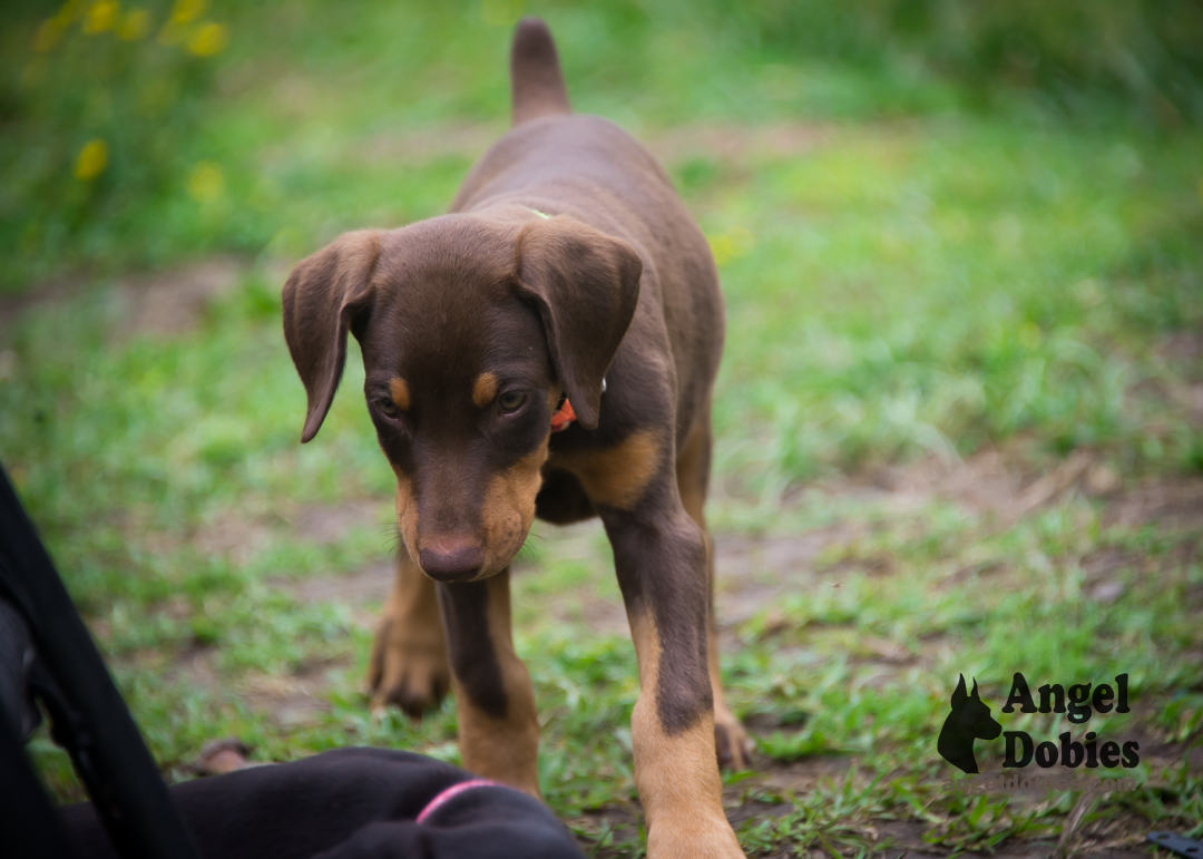 doberman puppy for sale with purple collar