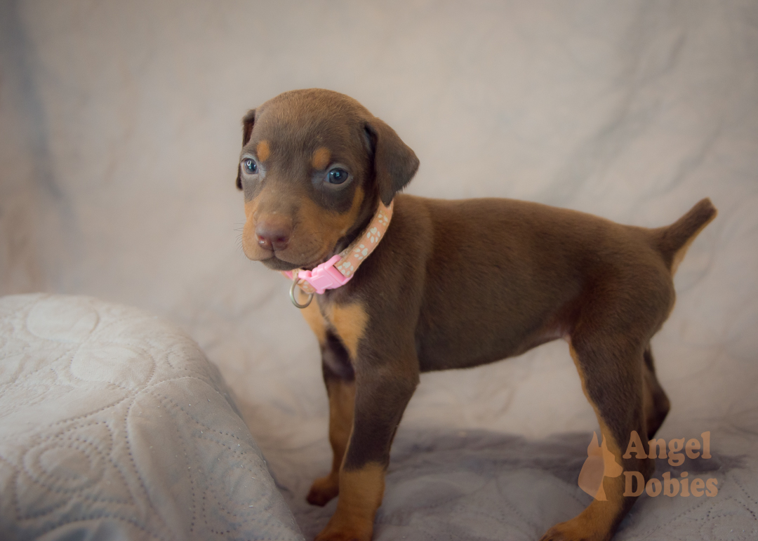 doberman puppy for sale with purple collar