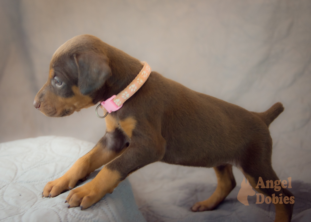 doberman puppy for sale with purple collar