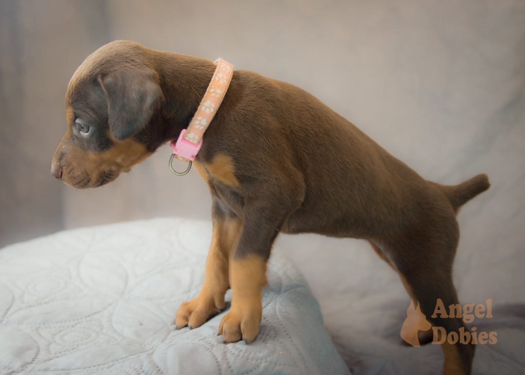 doberman puppy for sale with purple collar