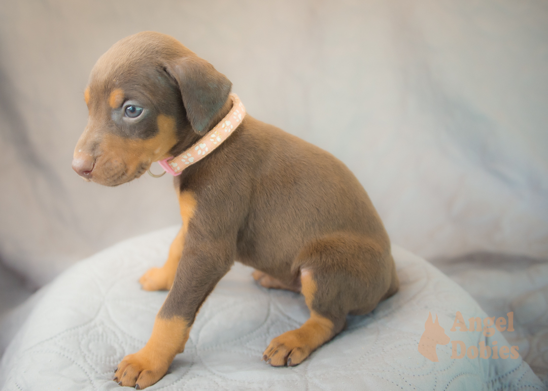 doberman puppy for sale with purple collar