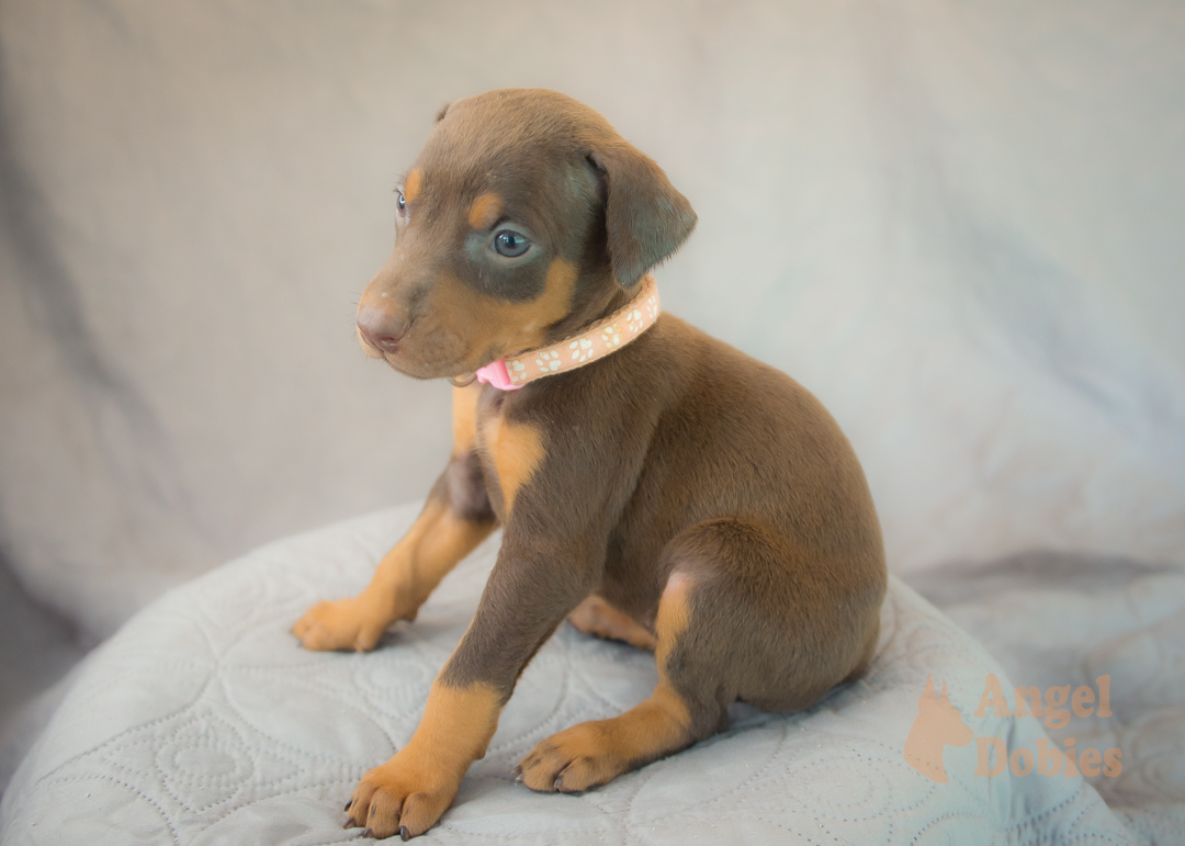 doberman puppy for sale with purple collar