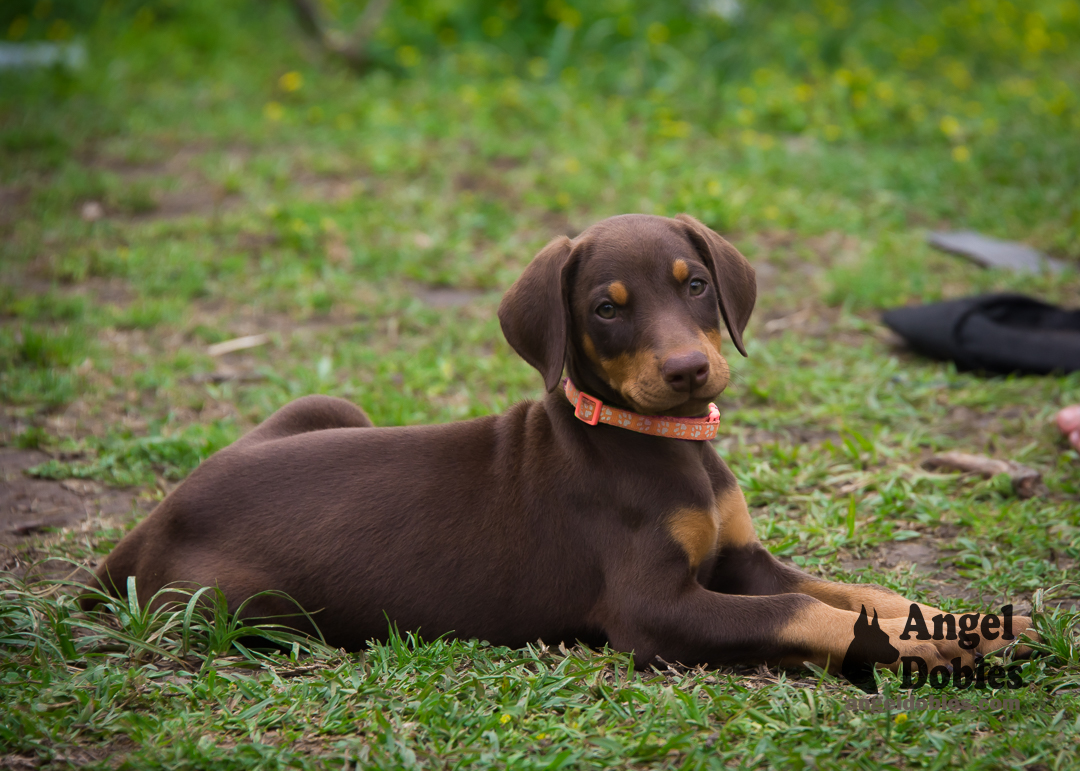 doberman puppy for sale with purple collar