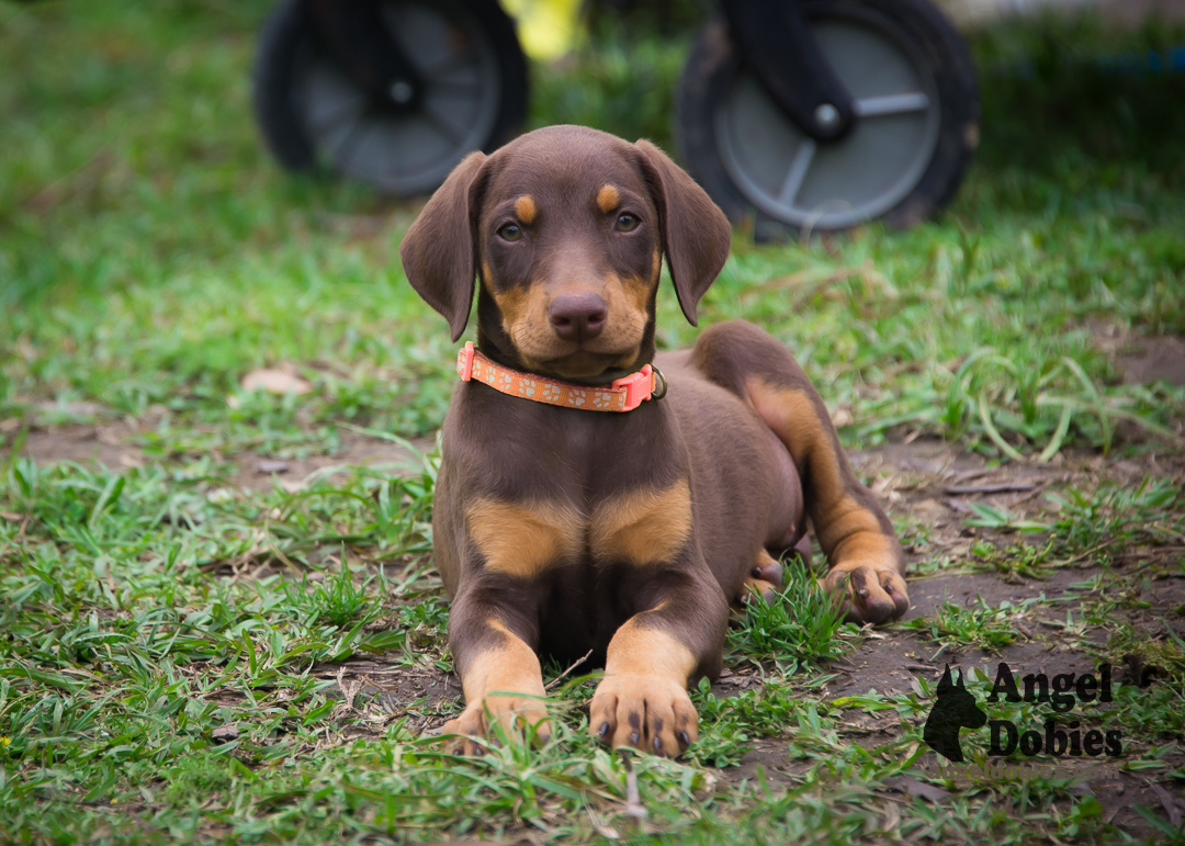 doberman puppy for sale with purple collar