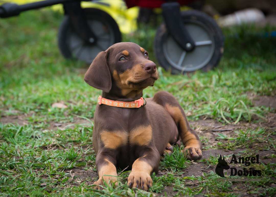 doberman puppy for sale with purple collar