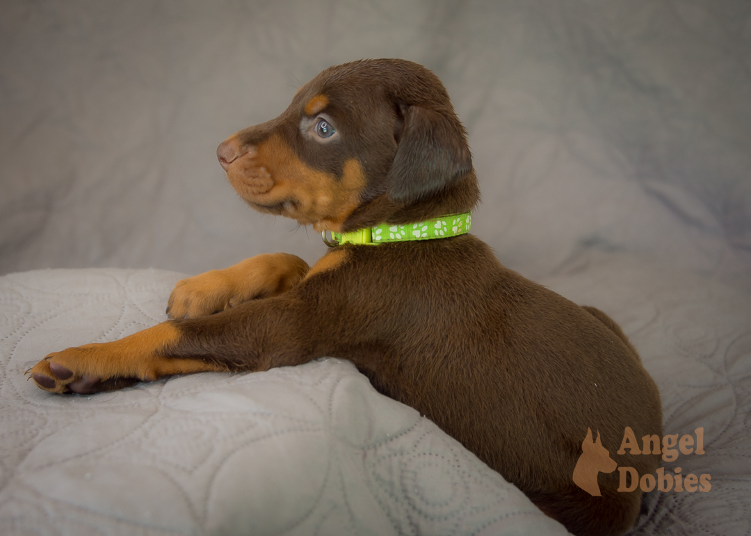 doberman puppy for sale Black-White collar