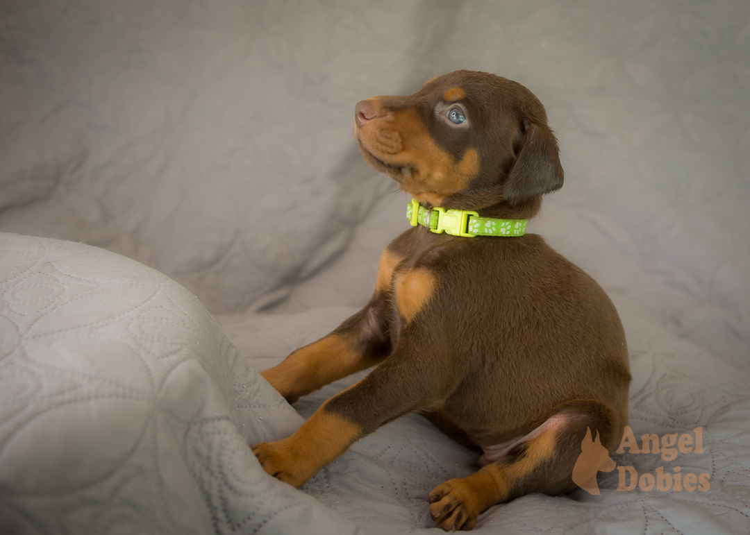 doberman puppy for sale Black-White collar