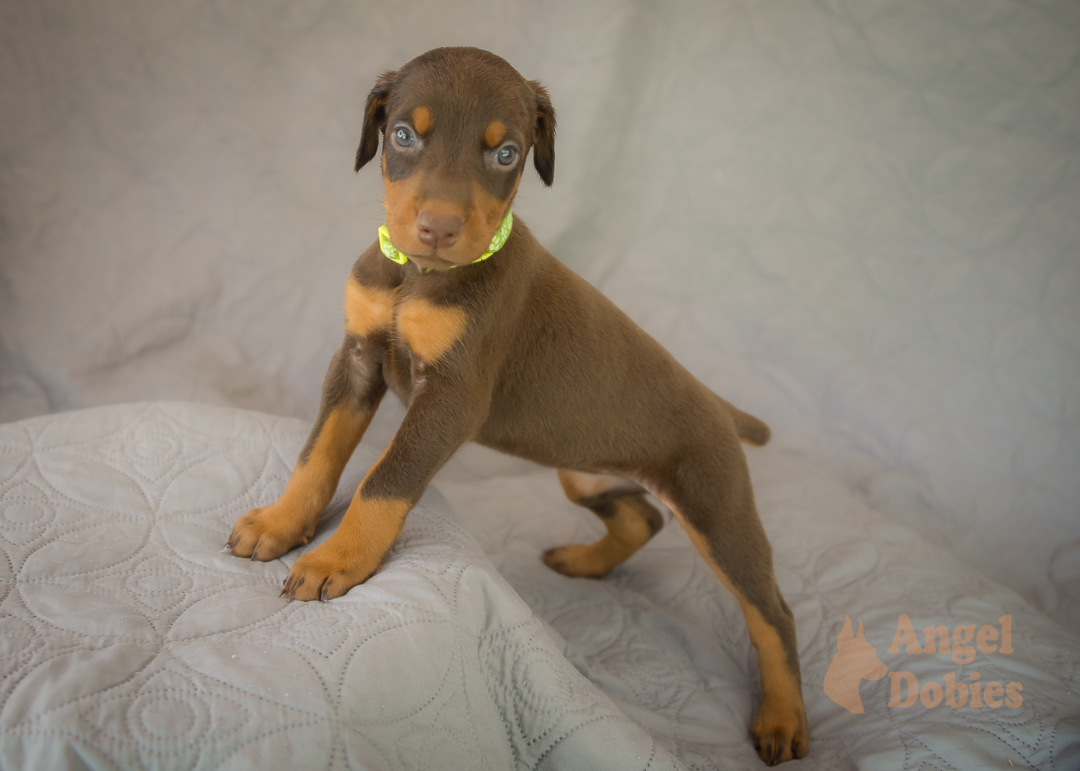 doberman puppy for sale Black-White collar