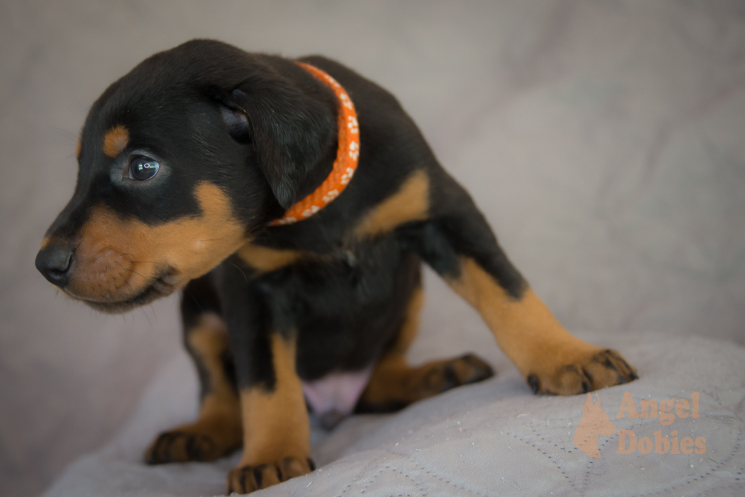 doberman puppy for sale with purple collar