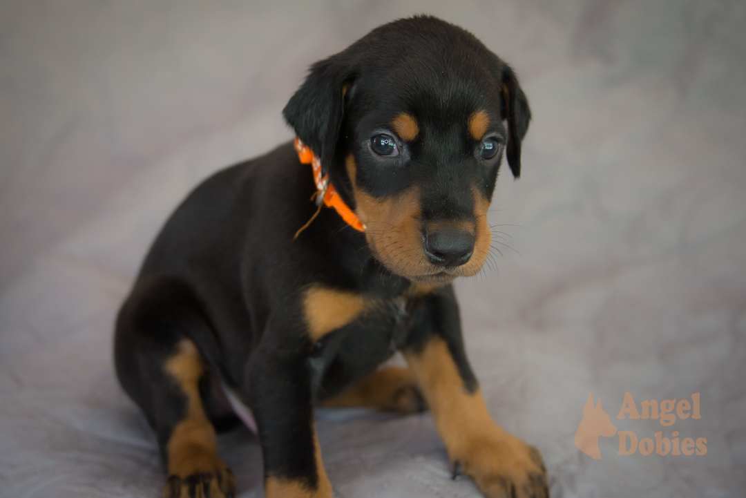 doberman puppy for sale with purple collar