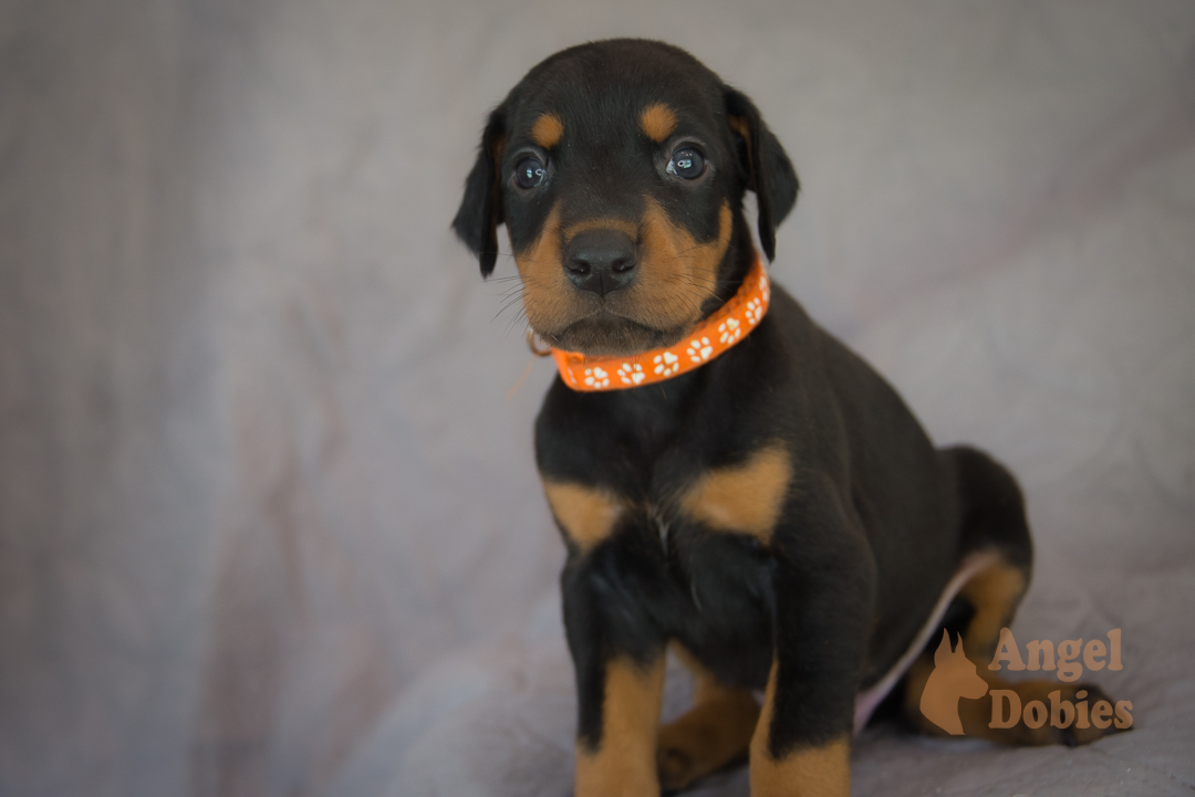 doberman puppy for sale with purple collar