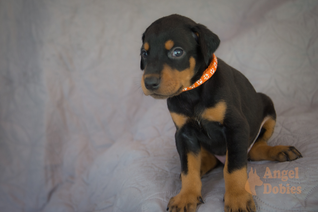 doberman puppy for sale with purple collar