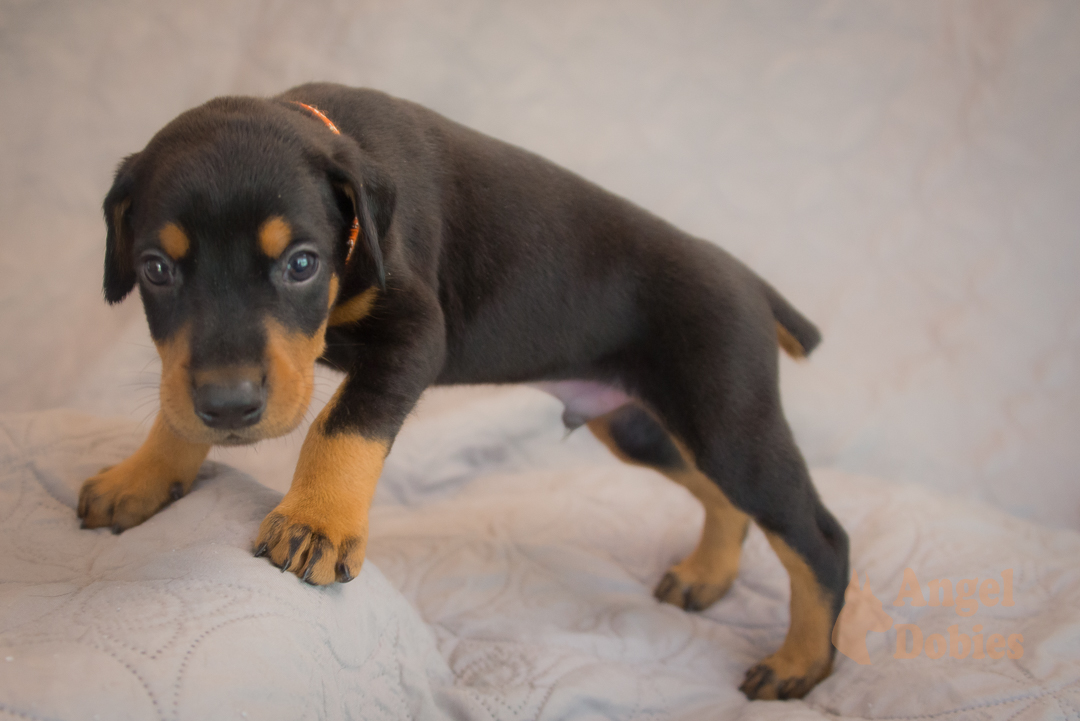 doberman puppy for sale with purple collar