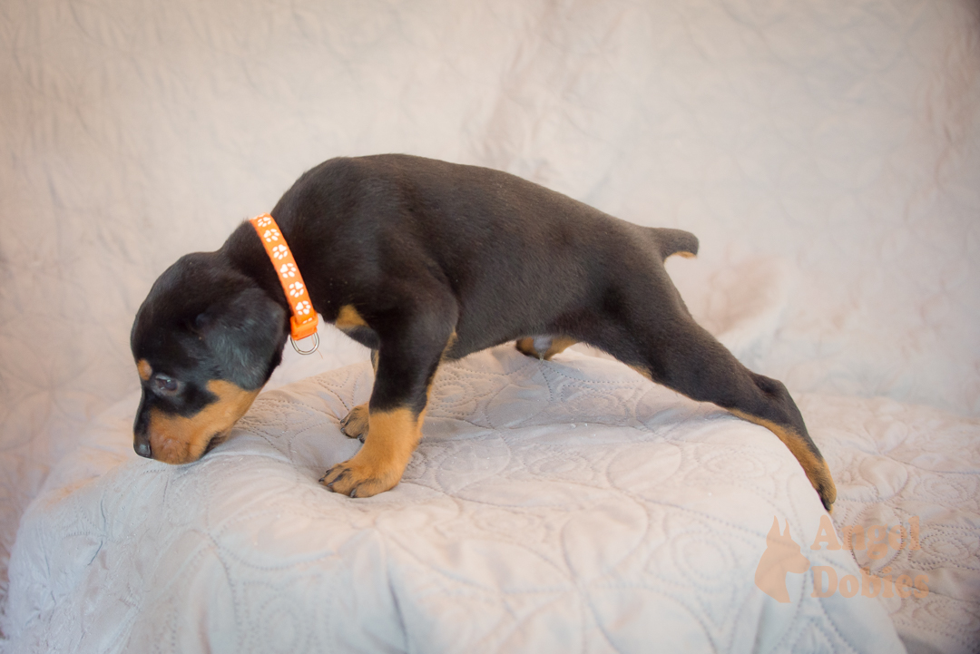 doberman puppy for sale with purple collar