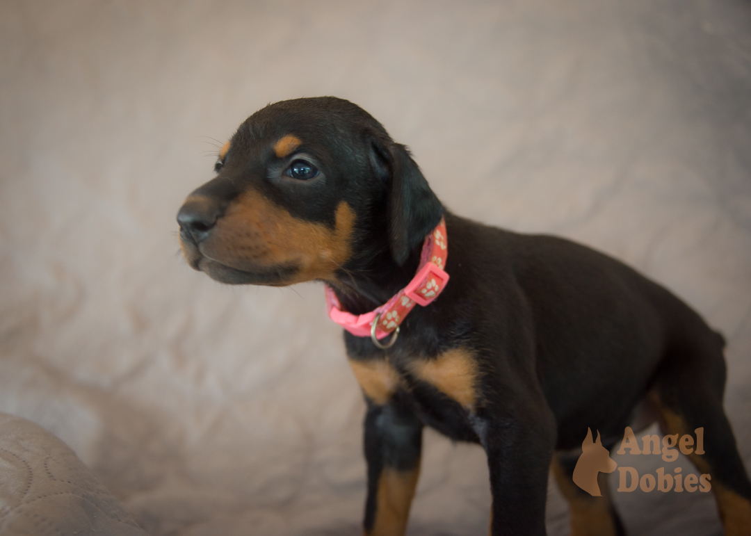 doberman puppy for sale Black-White collar