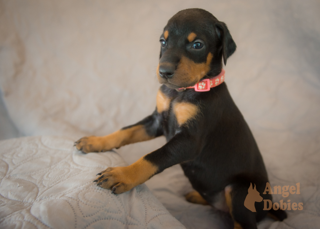 doberman puppy for sale Black-White collar