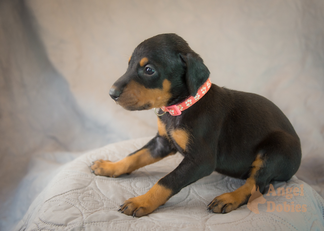 doberman puppy for sale Black-White collar