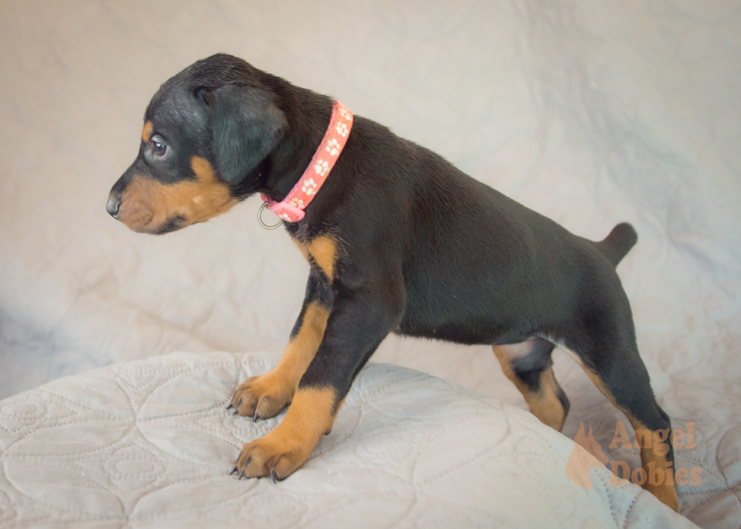 doberman puppy for sale Black-White collar