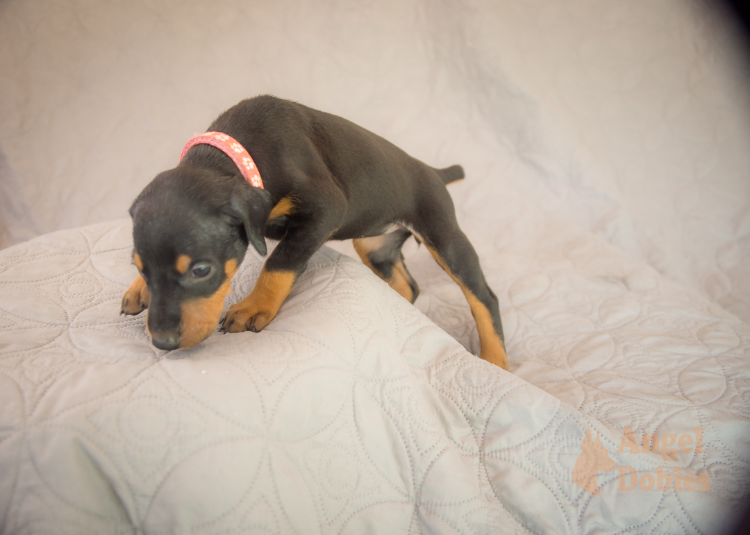 doberman puppy for sale Black-White collar