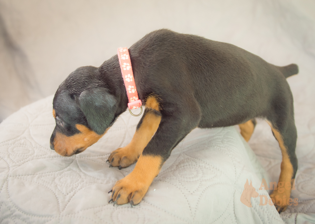 doberman puppy for sale Black-White collar