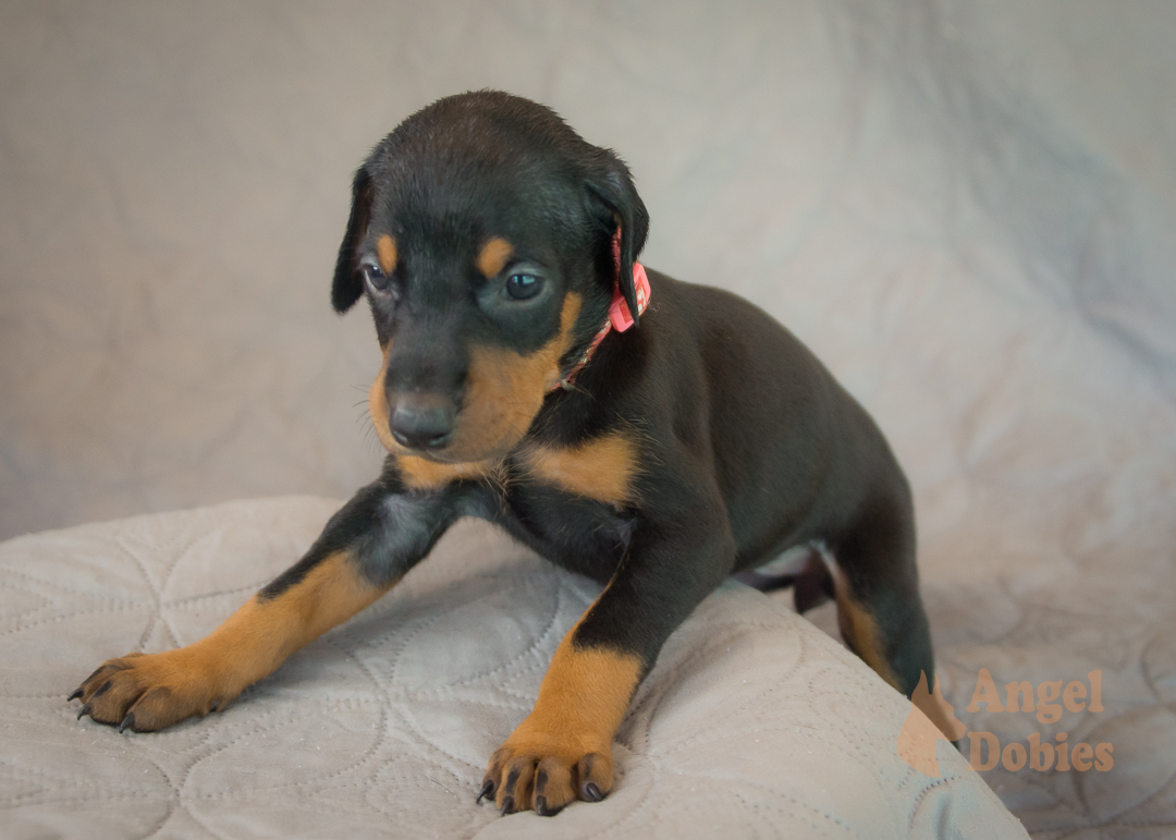 doberman puppy for sale Black-White collar