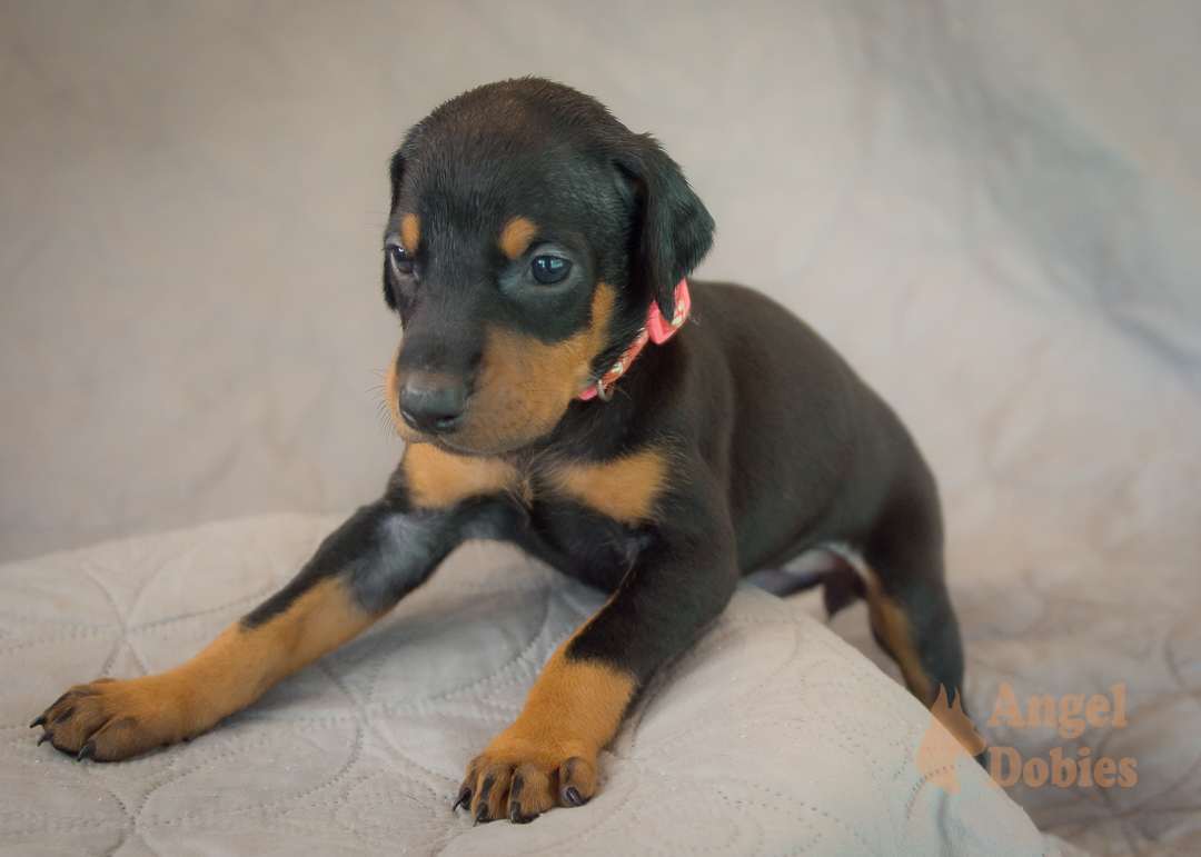 doberman puppy for sale Black-White collar