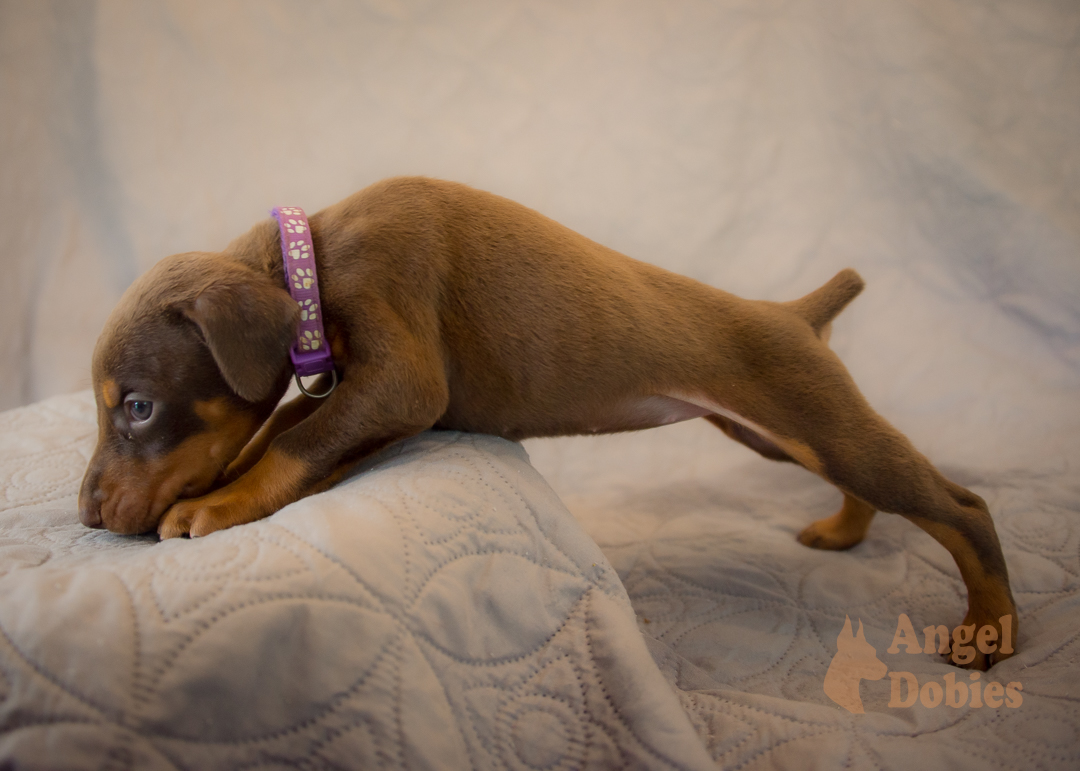 doberman puppy for sale with purple collar