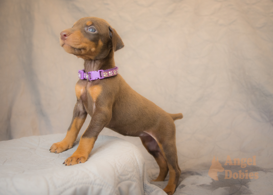 doberman puppy for sale with purple collar