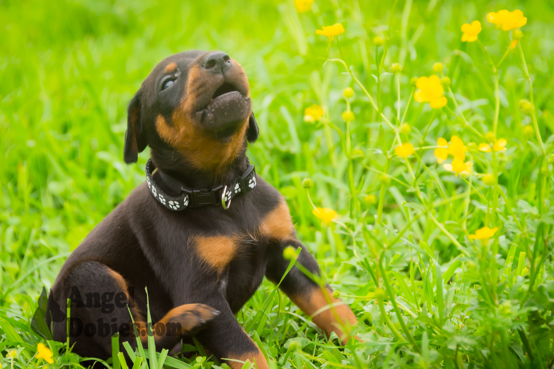 doberman puppy for sale with black collar
