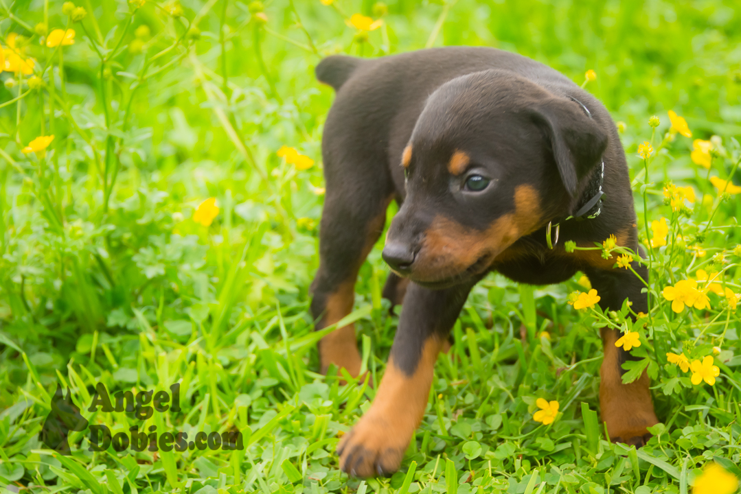 doberman puppy for sale with black collar
