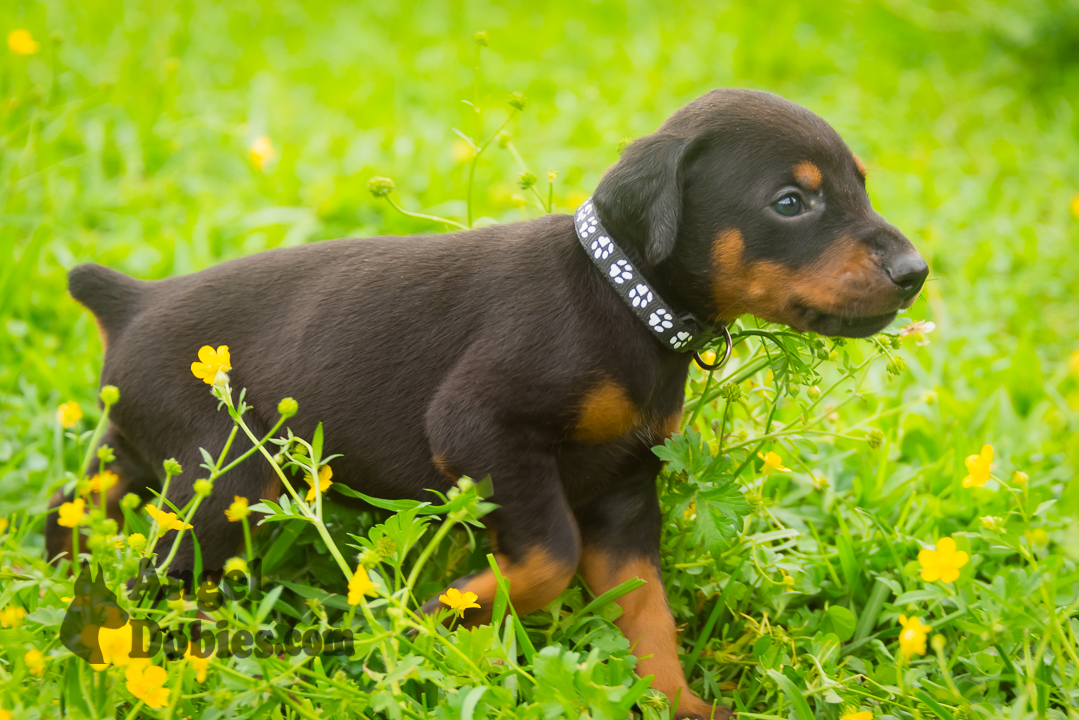 doberman puppy for sale with black collar