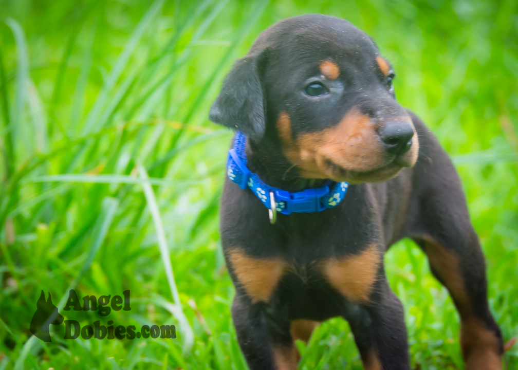 doberman puppy for sale with purple collar