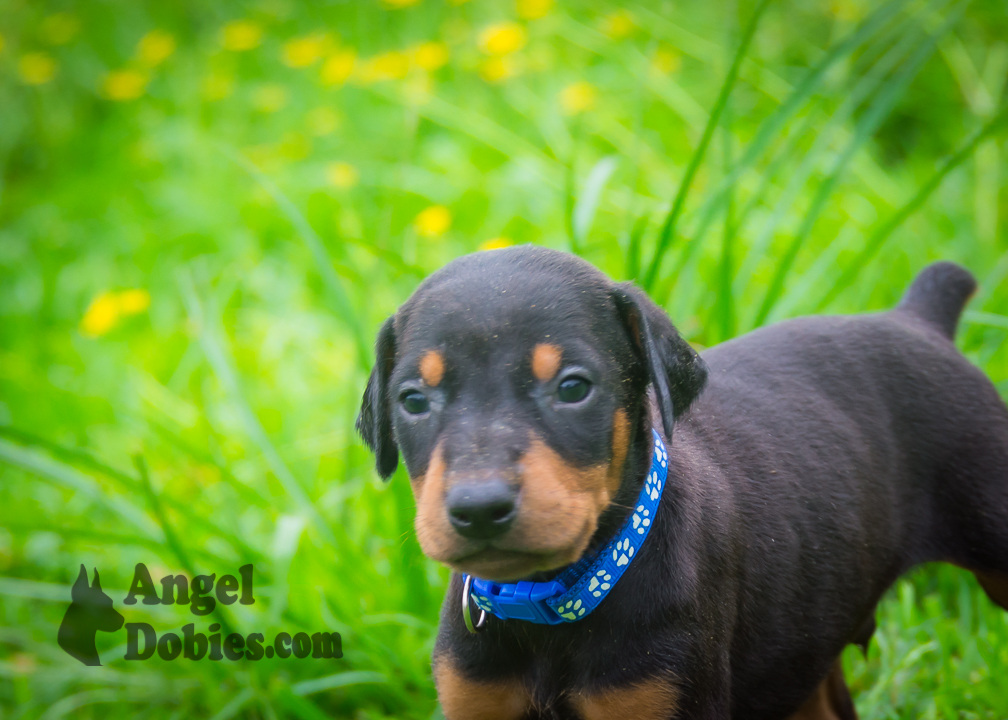 doberman puppy for sale with purple collar