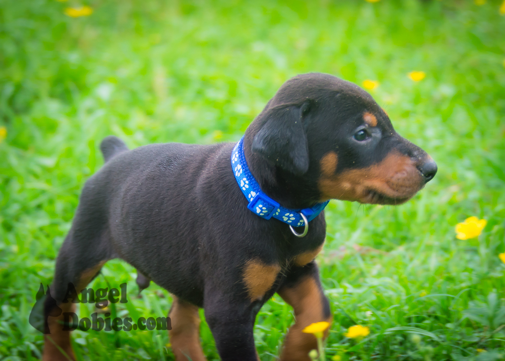 doberman puppy for sale with purple collar