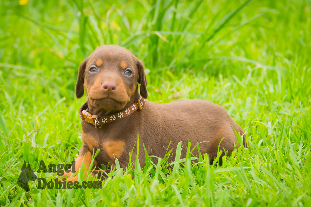 doberman puppy for sale Black-White collar