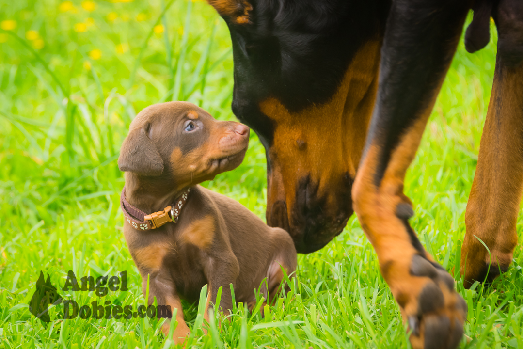 doberman puppy for sale Black-White collar