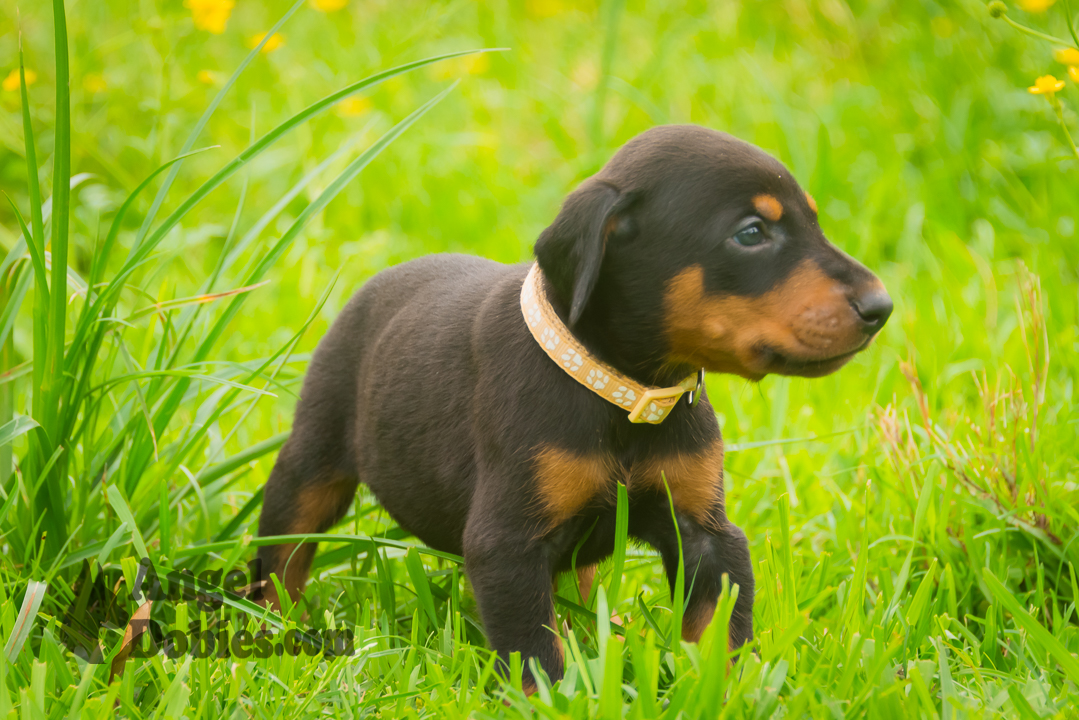 doberman puppy for sale with purple collar