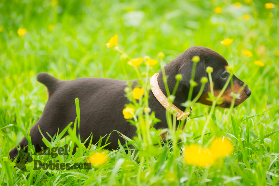 doberman puppy for sale with purple collar