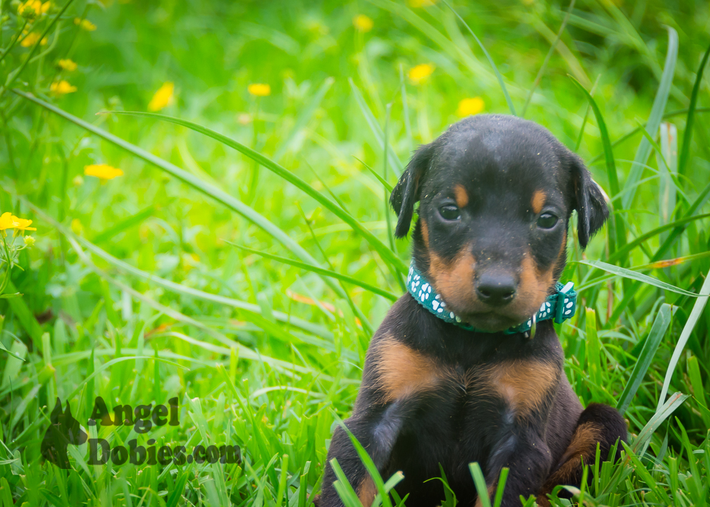doberman puppy for sale with purple collar