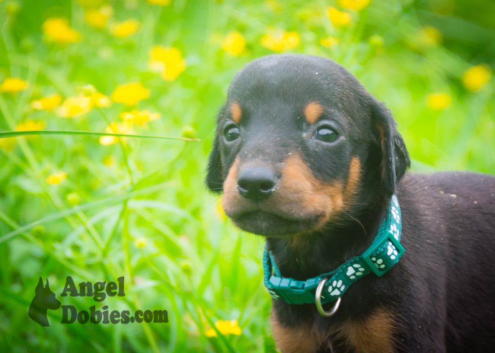doberman puppy for sale with purple collar