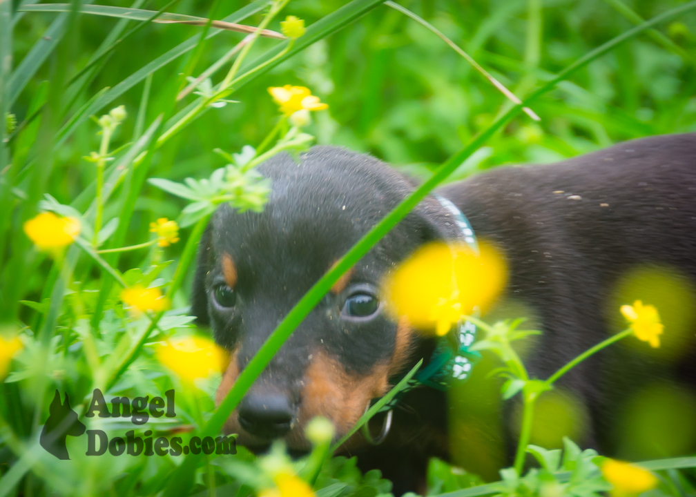 doberman puppy for sale with purple collar