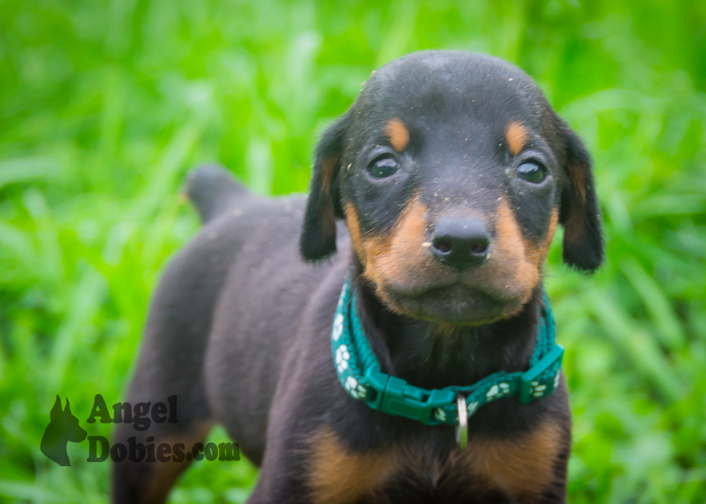 doberman puppy for sale with purple collar