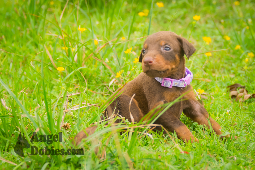 doberman puppy for sale Black-White collar