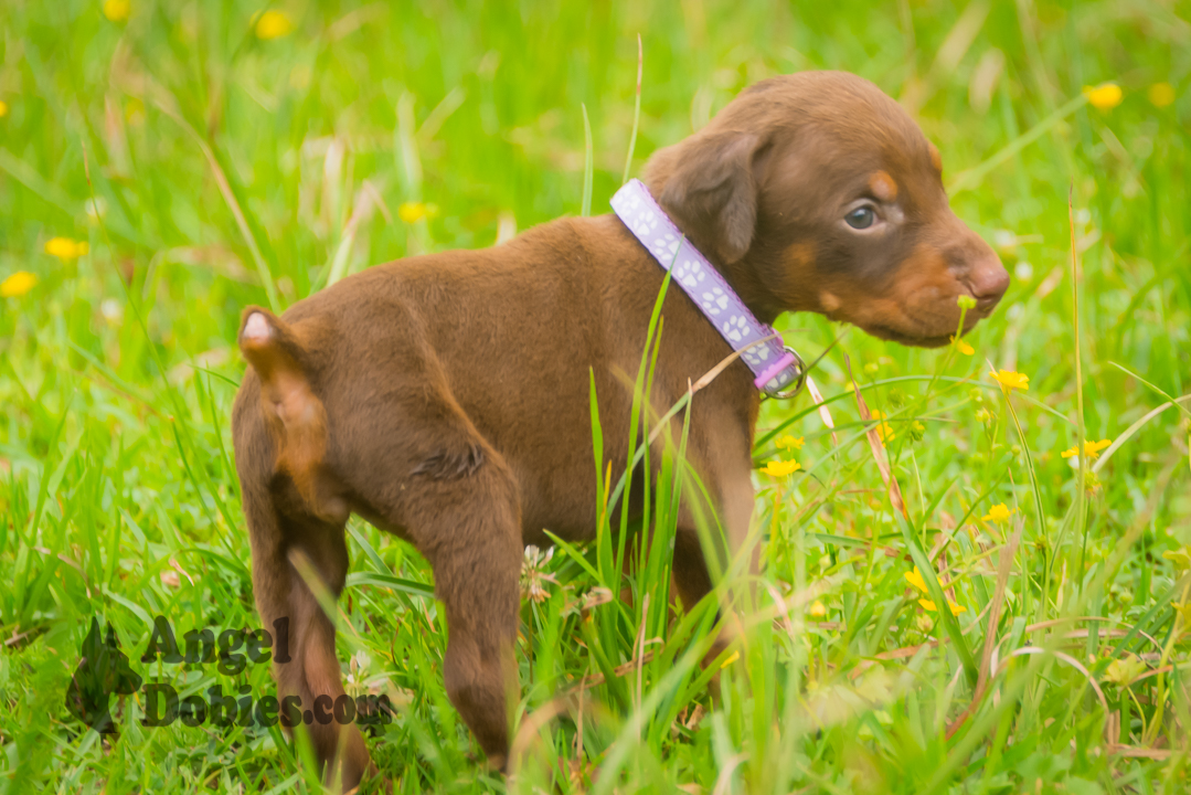 doberman puppy for sale Black-White collar