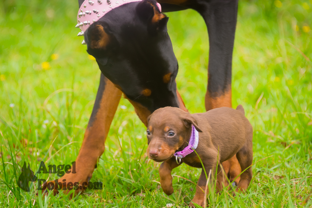 doberman puppy for sale Black-White collar