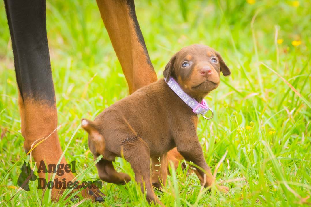doberman puppy for sale Black-White collar