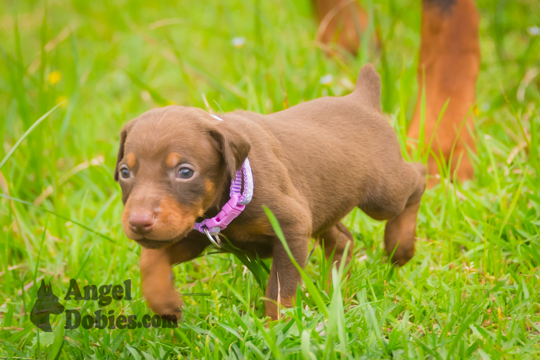 doberman puppy for sale Black-White collar