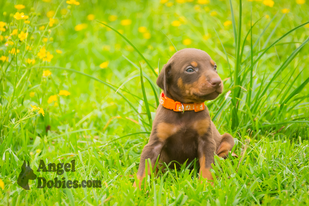 doberman puppy for sale Black-White collar